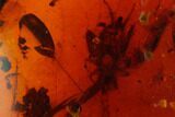 Fossil Cricket And Millipede In Amber - Myanmar #122075-2